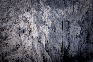 Snow covered beech tree branches in winter