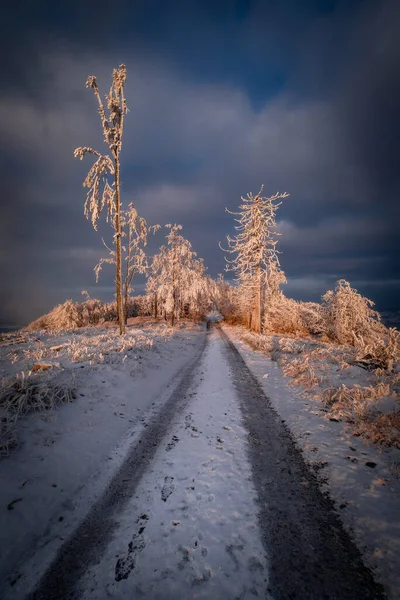 Winter forest path on the mountains with clouds in the background