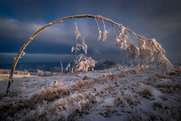 Bent tree in snowy mountain winter landscape
