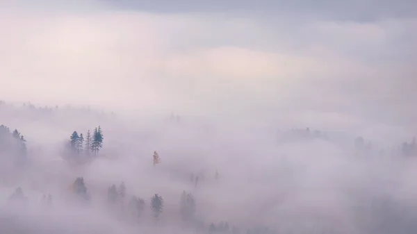 Stromy Probouzející Ranní Mlhavé Podzimní Krajině — Stock fotografie
