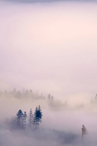 Деревья Утреннем Туманном Осеннем Пейзаже — стоковое фото