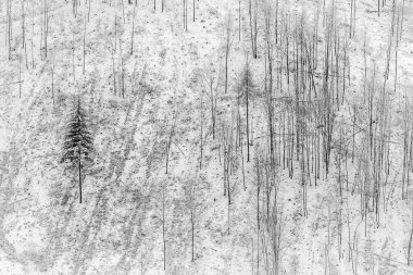 Çam ağaçlarının kalıntılarıyla hasat edilmiş odun yamacının manzarası.