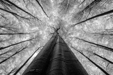 Kış kayın ağaçlarının tacına bakın.