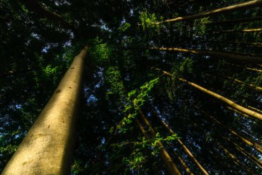 Güneş ışığıyla aydınlatılan kayın taçlarının yaz manzarası
