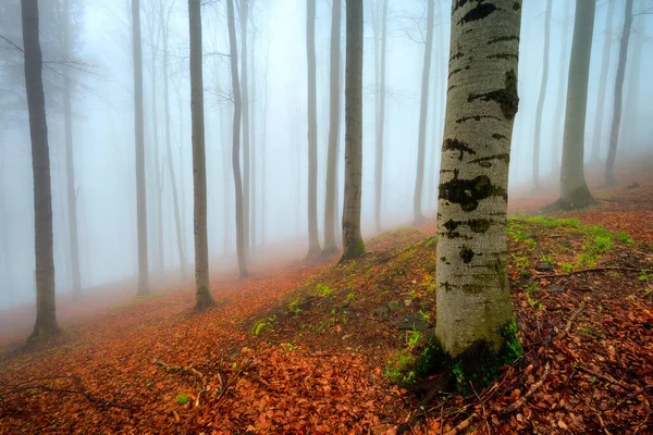 Весной Утром Туманный Буковый Лес — стоковое фото