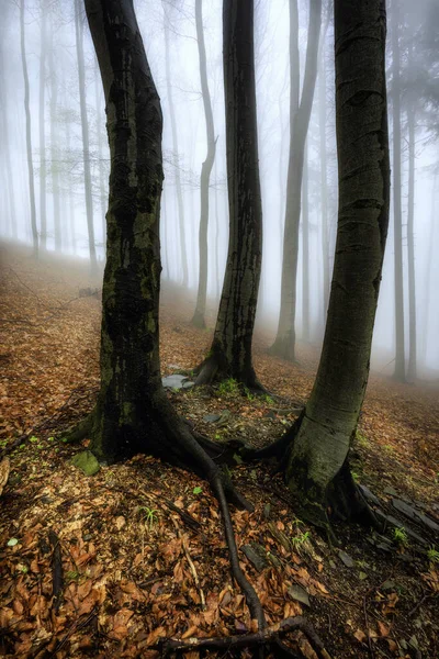 春天山毛榉雾密林中的三棵山毛榉 — 图库照片
