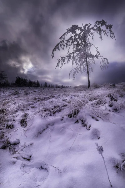 Θέα Στο Βουνό Ενός Χειμερινού Τοπίου Ένα Δέντρο Στο Τοπίο — Φωτογραφία Αρχείου