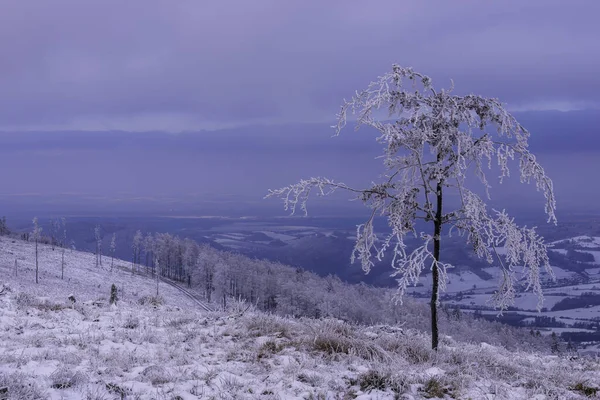 Горные Пейзажи Зимнего Пейзажа Деревом Пейзаже — стоковое фото