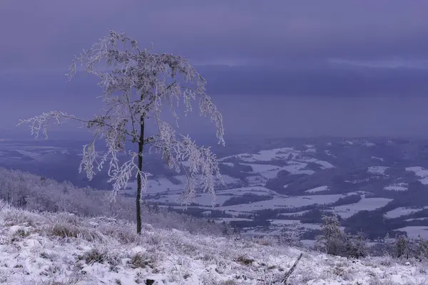 Mountain Views Winter Landscape Tree Landscape — Foto Stock