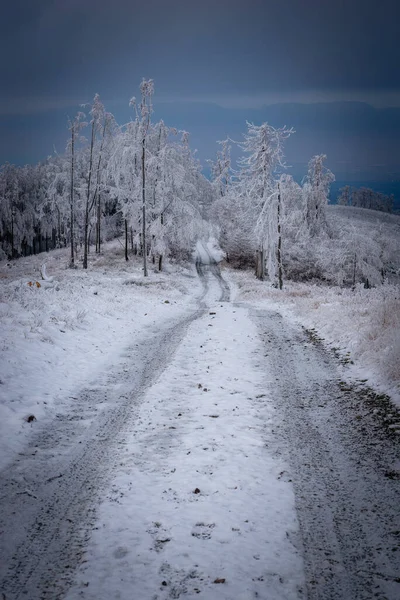 Χειμερινό Δασικό Μονοπάτι Στα Βουνά Σύννεφα Στο Βάθος — Φωτογραφία Αρχείου