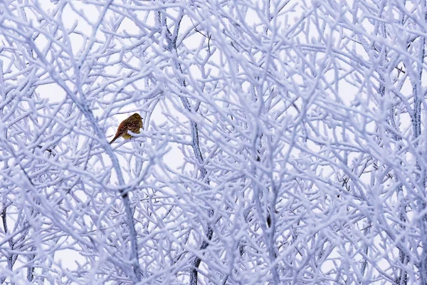 Ein Vogel Der Auf Einem Zweig Eines Winterbaumes Sitzt — Stockfoto
