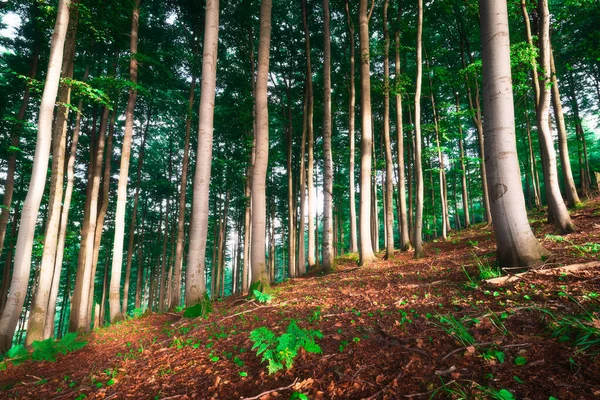 Letnim Lesie Bukowym Widokiem Pnie Drzew Liśćmi — Zdjęcie stockowe