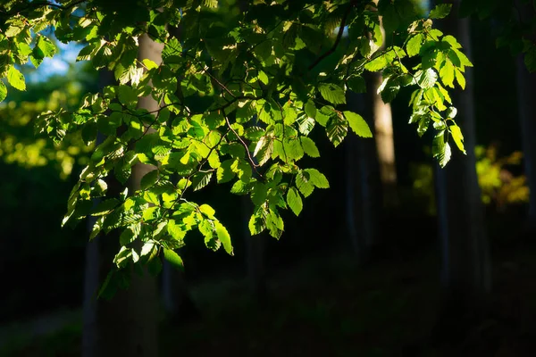 Een Tak Met Groene Bladeren Doordrenkt Door Zon Een Beukenbos — Stockfoto