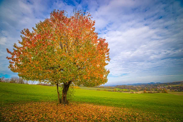 Lonely Tree Colorful Leaves Meadow Autumn Season — Stock Photo, Image