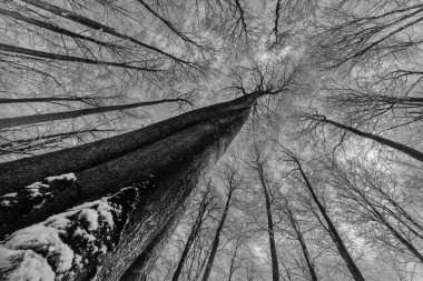 Kış kayın ağaçlarının tacına bakın.