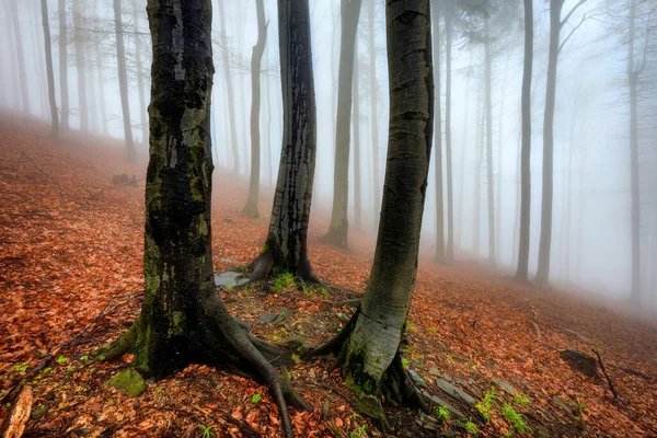 バック グラウンドでの霧と秋のブナ林 — ストック写真