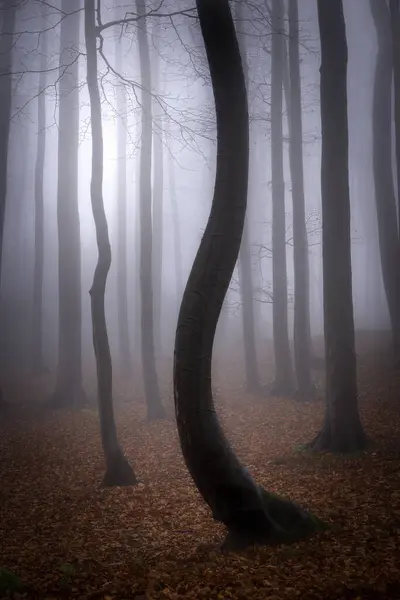 Осінній Буковий Ліс Туманом Задньому Плані — стокове фото