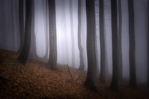 Floresta Faia Outono Com Nevoeiro Fundo — Fotografia de Stock