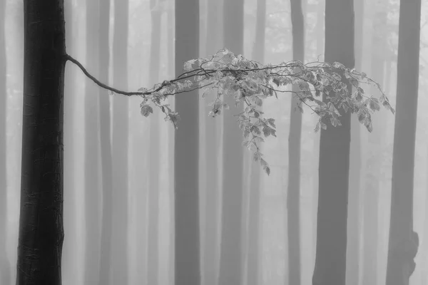 Весенний Бук Листьями Туманом Заднем Плане — стоковое фото