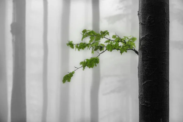 Arka Planda Sis Yapraklarla Bahar Kayın Ağacı — Stok fotoğraf