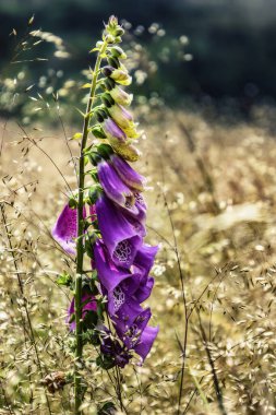 Çiçek açan dijitalis purpurea çiçeği çayırda