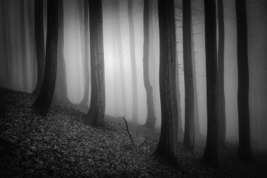 Arka sis sonbahar kayın ormanı