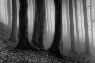 Arka sis sonbahar kayın ormanı