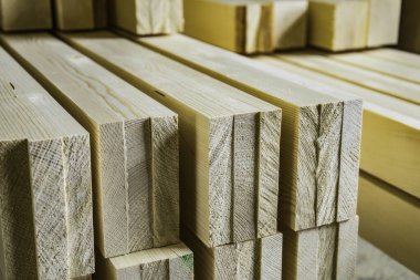 Üç ladin ağacından oluşan bir grup birbirine yapışmış.