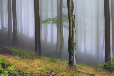 Yaz kayın ormanında sisli ormanda