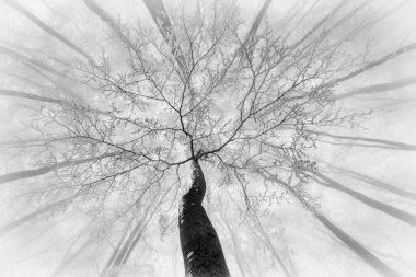 Kış kayın ağaçlarının tacına bakın.