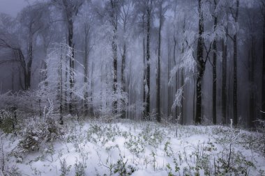 Kayın ağaçları soğuk bir ormanda gövde oluşturur.