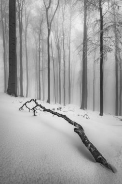 A branch lying on a snow cover in a foggy beech forest clipart