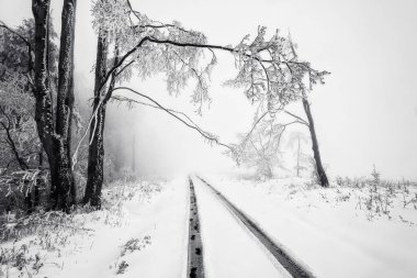 Ağaçlarla kaplı karlı arazide kış yolu