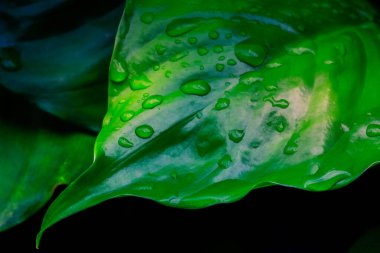 Yüzeyinde su damlaları olan büyük bir yaprak.