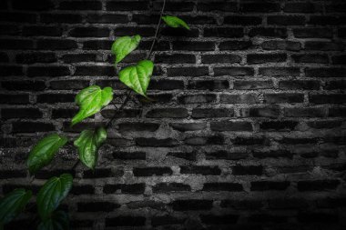 Parlak yeşil sarmaşık yaprakları koyu, tek renkli tuğla bir duvara karşı keskin bir şekilde dururlar. Seçici renklendirme tekniği bitkinin canlılığını vurgular ve duvarın katı, kentsel dokusu arasında çarpıcı bir kontrast yaratır. Kompoziti.