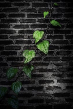Bright green leaves of a vine ascend an aged, dark brick wall, reaching upward as if seeking the light through shadows. This image captures the contrast between life and lifelessness, softness and solidity, nature and human structure. The dramatic pl