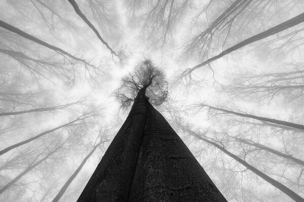 A massive tree rises upward into a misty canopy. Surrounding trees fade into fog, creating a powerful perspective filled with depth and stillness.