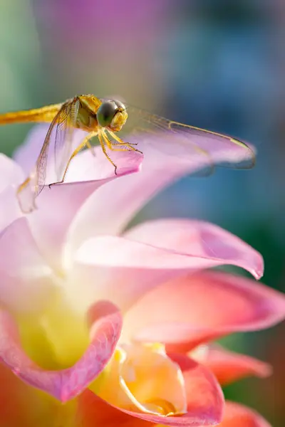 Bahçedeki doğal makro yusufçuk..