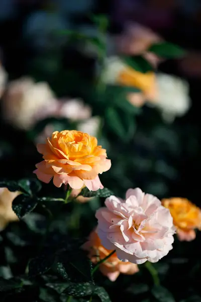 Bahçedeki güllerin yakın doğa görüntüsü.