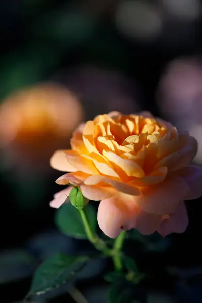 Bahçedeki güllerin yakın doğa görüntüsü.