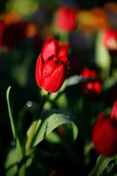 Bahçede çiçek açan renkli laleler