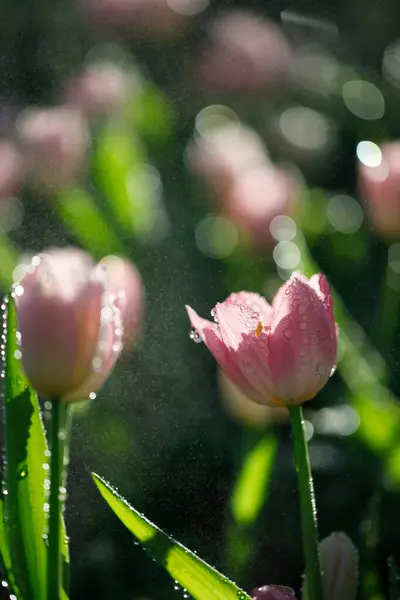 Bahçede çiçek açan renkli laleler