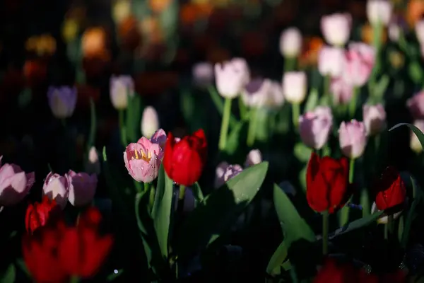 Bahçede çiçek açan renkli laleler