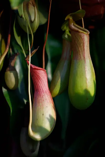 Bahçedeki bitkileri kapatın.