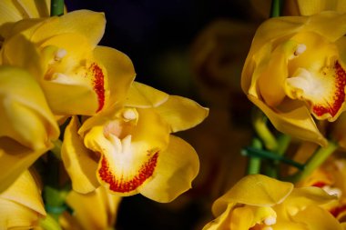 Orkide çiçeklerinin bahçedeki doğa görüntüsü.