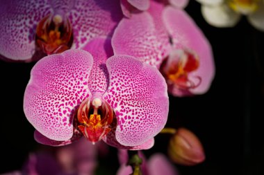 Orkide çiçeklerinin bahçedeki doğa görüntüsü.