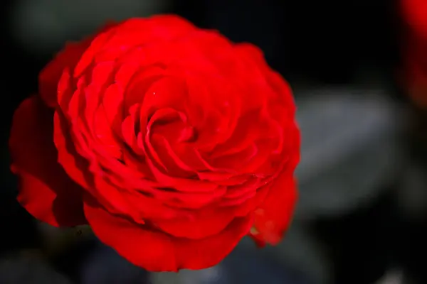 Bahçedeki güllerin yakın doğa görüntüsü.