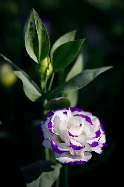 Closeup nature view of flowers in garden.	
