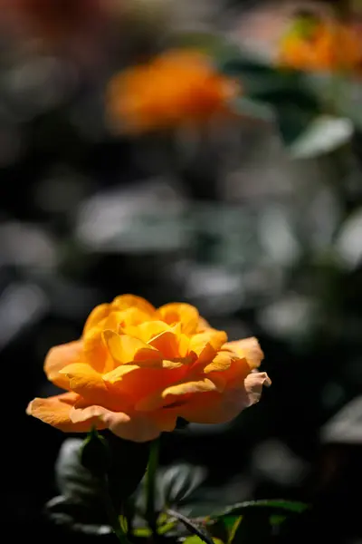 Bahçedeki güllerin yakın doğa görüntüsü.