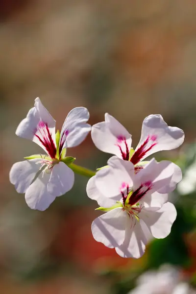 Closeup nature view of flowers in garden.	